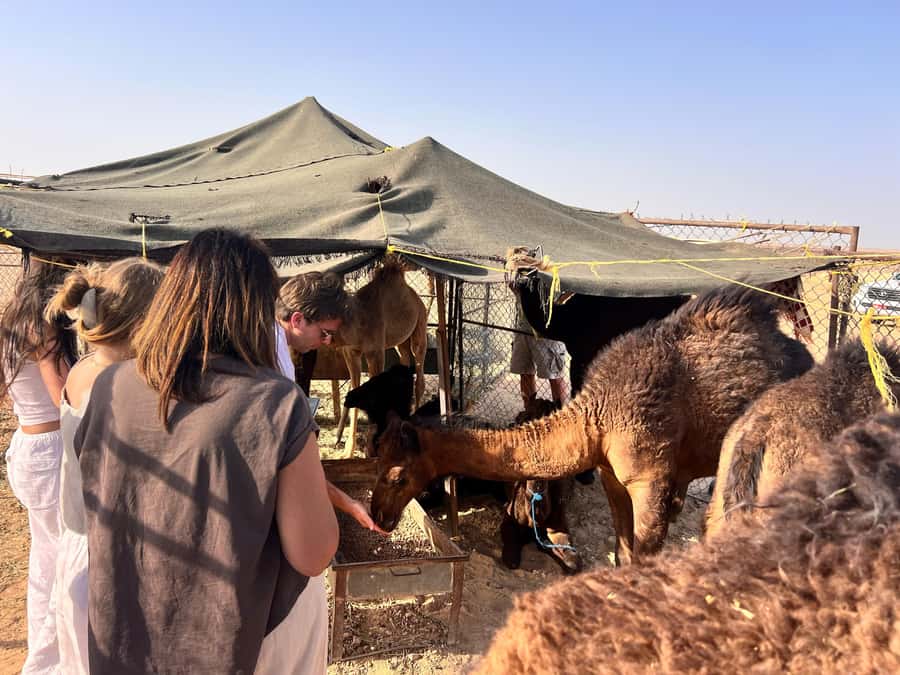 Salalah: Sunset Desert Safari - Rub Al Khali - Empty Quarter - Wadi Dawkah (UNESCO Frankincense Park) Stop You Will Actually Notice