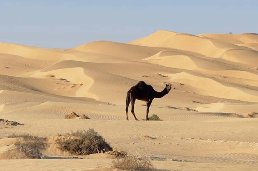 Salalah: Sunset desert safari tour in salalah(private tour) - Price and value at $90 per person for an 8-hour private desert day