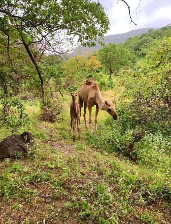 Salalah: Wadi Darbat, ,Teeq Cave - Baobou Trees Tour - The Best Reasons This Tour Works in Salalah Country