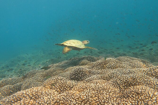 Scuba Diving in muscat - What You’ll See: Reef Color, Sea Turtles, and a Few Wild Surprises
