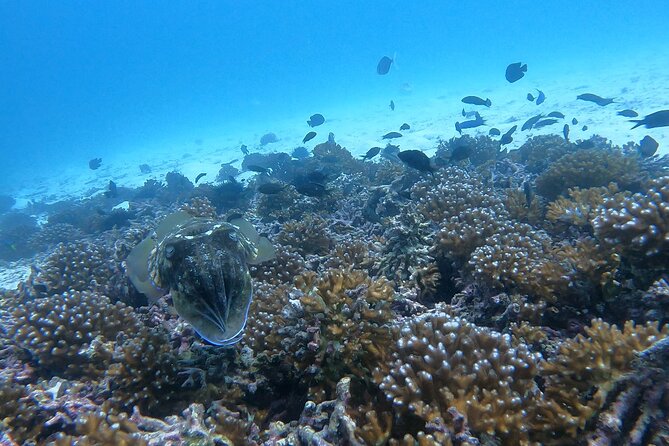 Scuba Diving in muscat - Photography, Snacks, and the Comfort Stuff Most People Forget