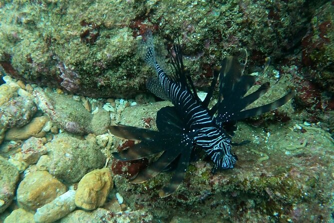 Scuba Diving in muscat - Who This Works Best For, and Who Might Reconsider