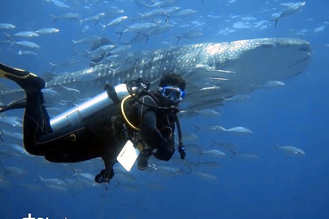 Scuba Diving Trips to Dimaniyat Islands - Key Points You Should Know Before You Go