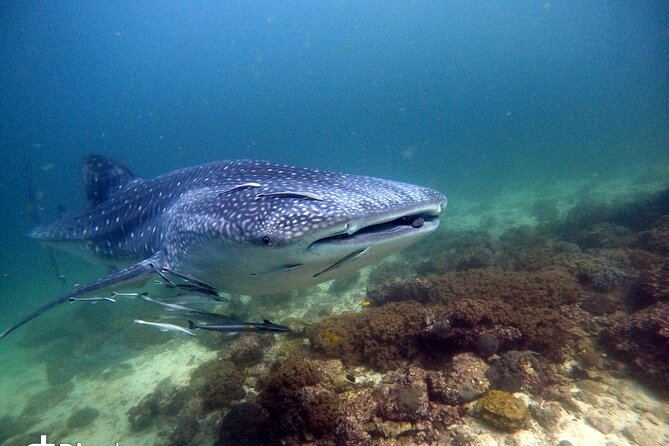 Scuba Diving Trips to Dimaniyat Islands - Price and Value: What $176 Really Covers