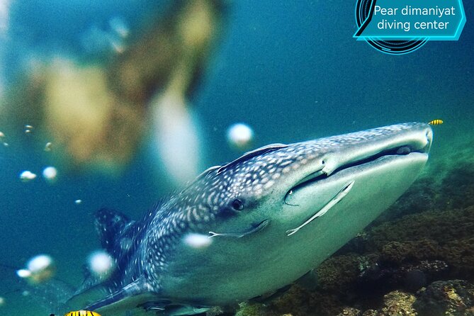 Scuba Diving Trips to Dimaniyat Islands - The Wildlife and Coral Gardens You Came for