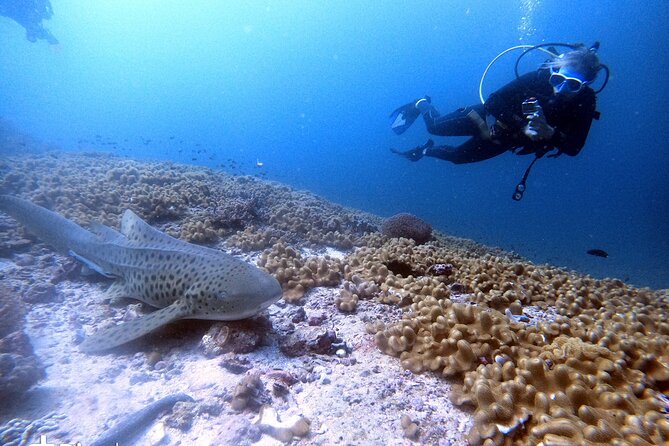 Scuba Diving Trips to Dimaniyat Islands - Booking Tips: How to Get a Spot Without Stress