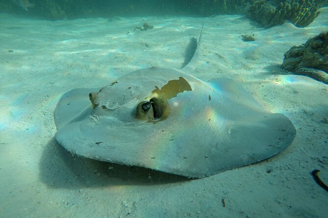 Snorkeling Adventure to Daymaniat Islands - Key highlights you should know before you go