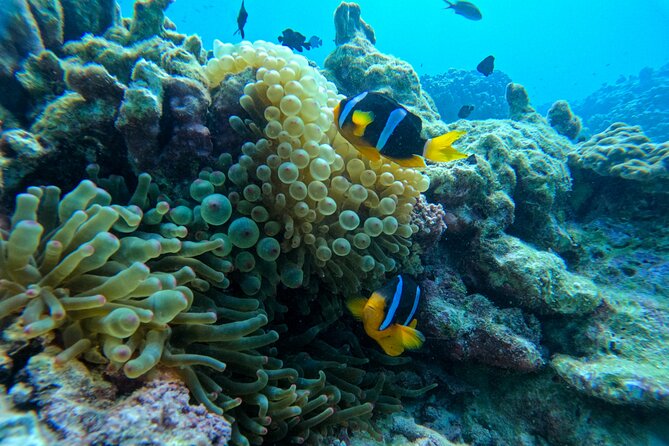 Snorkeling Adventure to Daymaniat Islands - What you get on board: snorkeling gear, fruits, snacks, and lunch