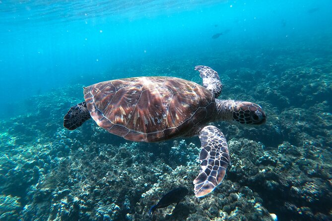Snorkeling Adventure to Daymaniat Islands - Gear and comfort tips: how to make turtle and ray sightings more likely