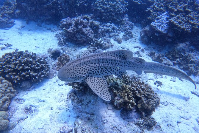 Snorkeling Adventure to Daymaniat Islands - Price and value: is $110 per person a fair deal?