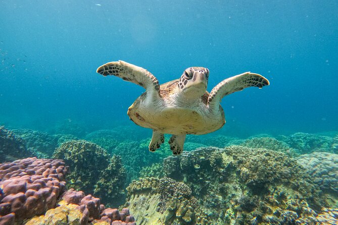 Snorkeling Adventure to Daymaniat Islands - Two snorkeling stops around nine islands: what you should expect to see