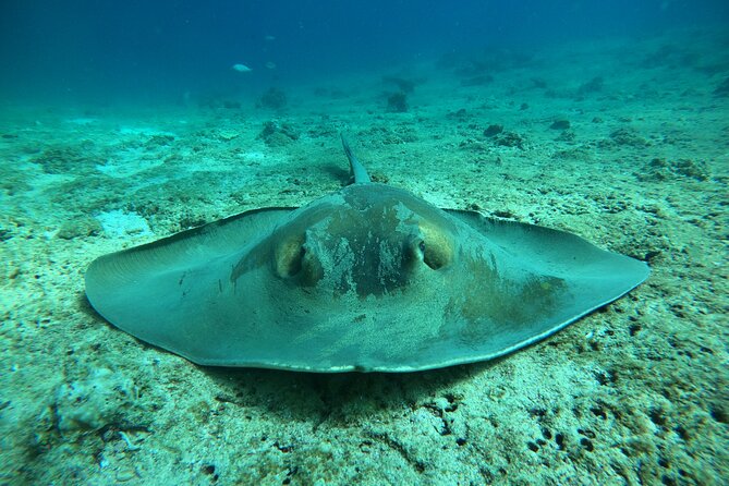 Snorkeling at Dimaniyat Islands and Dolphin Watching - How long you’re in the water, and how the day flows