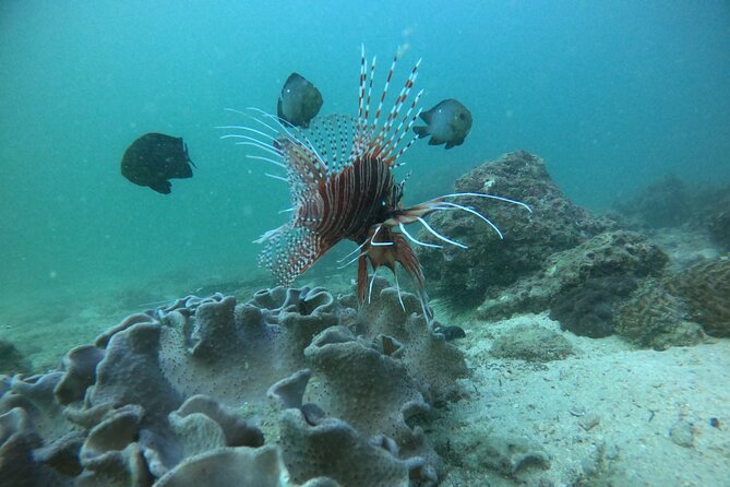 Snorkeling at Dimaniyat Islands and Dolphin Watching - Boat comfort, snacks, and small gear details that matter