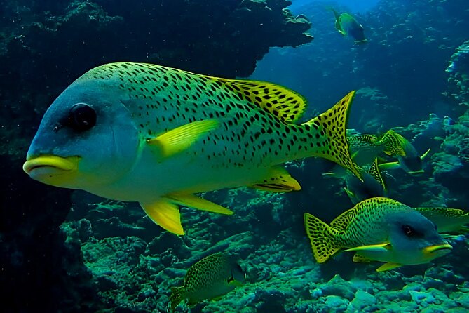 Snorkeling Experience at Ad Daymaniyat Islands in Muscat - Three Snorkel Stops Where Sea Turtles Are The Main Event