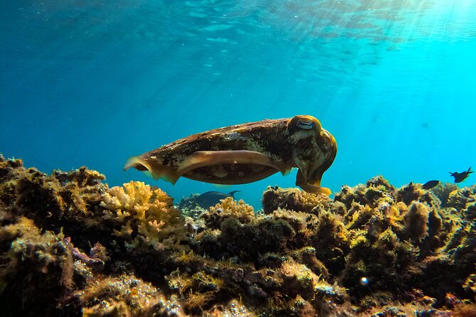 Snorkeling Experience at Ad Daymaniyat Islands in Muscat - Coral Gardens, Fish Variety, And Blacktip Reef Sharks