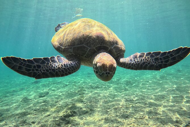 Snorkeling Experience at Ad Daymaniyat Islands in Muscat - Meet The Crew: Assaad, Safety Checks, And Quiet-Site Planning