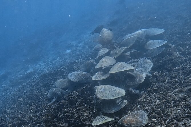 Snorkeling Experience at Ad Daymaniyat Islands in Muscat - Price And Value: Is $99 Worth It?