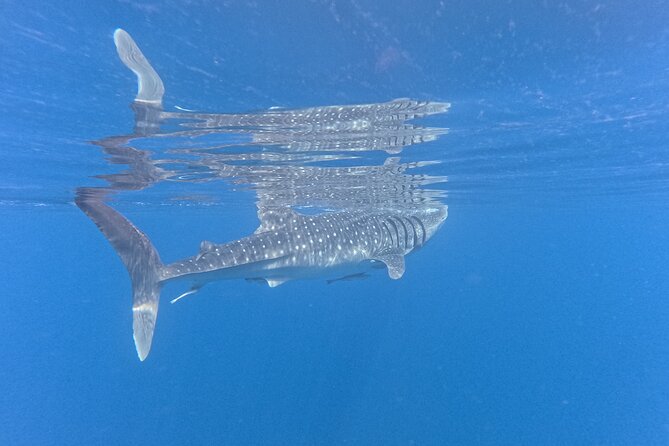 Snorkeling Experience at Ad Daymaniyat Islands in Muscat - What To Bring, And How To Make Your Snorkeling Smooth