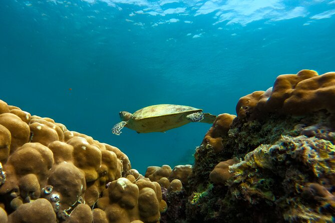 Snorkeling Experience at Ad Daymaniyat Islands in Muscat - First Look Around: Dolphins, Whale Sharks, And Open-Water Scenery