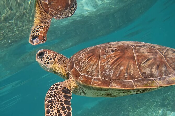 Snorkeling in Daymaniat Island - The snorkeling session: turtles, coral fish, and how to maximize your time