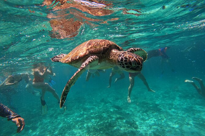 Snorkeling in Daymaniat Island - Staff, safety, and what a small group really feels like