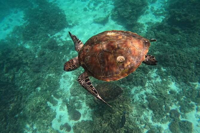 Snorkeling in Daymaniat Island - Price and value: is $86 a fair deal for 4.5 hours?