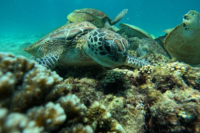 Snorkeling in Daymaniat Island - Quick practical tips before you go