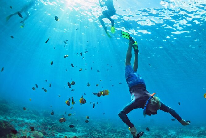 Snorkeling trips to Daymaniat Islands Sharing Trip - Wildlife Highlights: Turtles, Rays, and Fish You Might Actually Remember