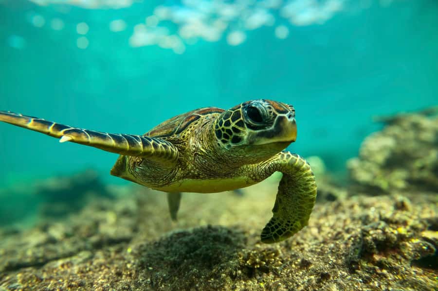 Snorkeling with turtles at Ad Daymaniyat Islands - Cruising out: dolphins and whale shark chances on the way