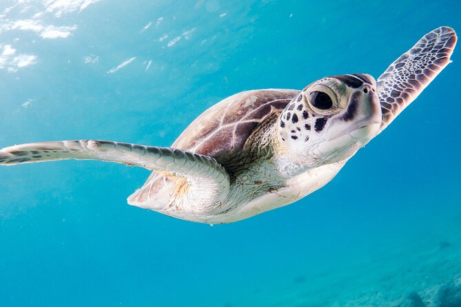 Snorkelling tours to Daymaniyat island - What you can realistically see: turtles, rays, sharks, and fish