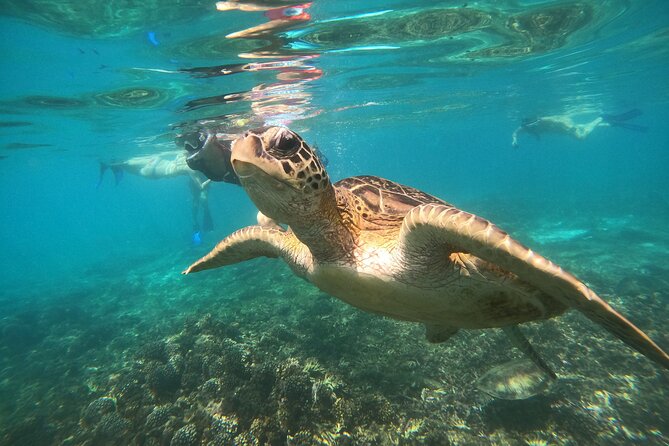 Snorkelling tours to Daymaniyat island - What you pay, what you get, and what to pack