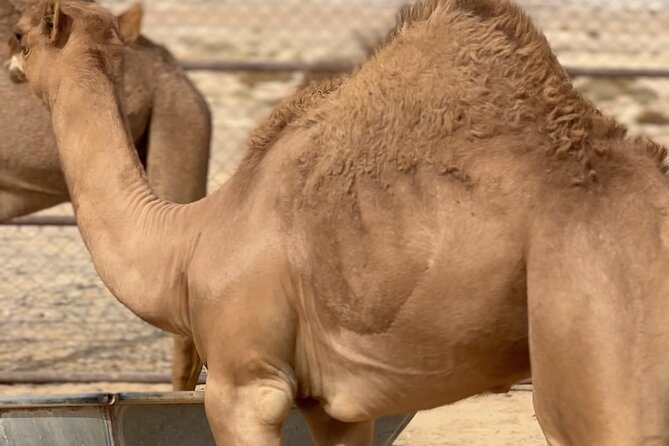 Sunset desert safari Salalah with Dinner in a Bedouins camp - Price and value: what you get for $150 per person
