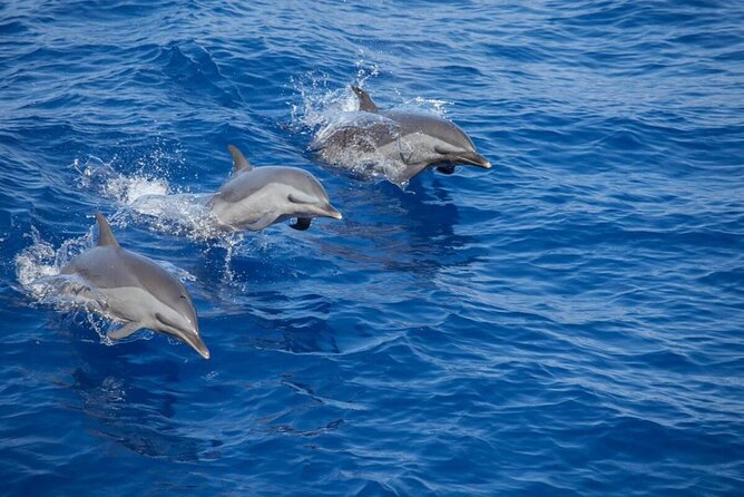 The Jewel of Muscat Sea, Daymaniyat Islands - Key points worth planning around