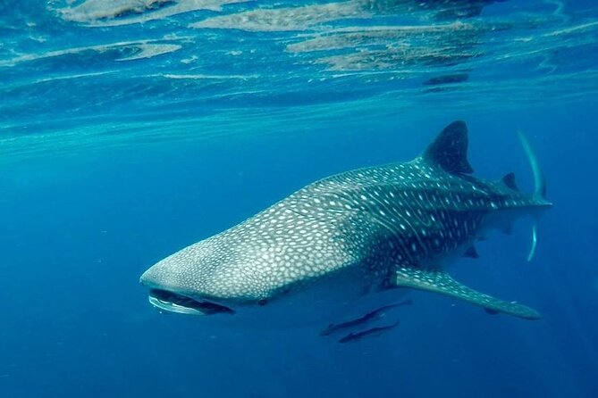 The Jewel of Muscat Sea, Daymaniyat Islands - Why Daymaniyat Islands feel different from most Muscat day trips