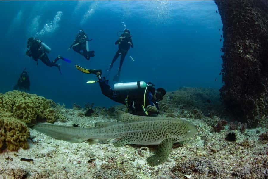 Try scuba Diving Tours To Daymaniyat Islands. - Daymaniyat Islands: why Oman’s protected waters are worth your half-day