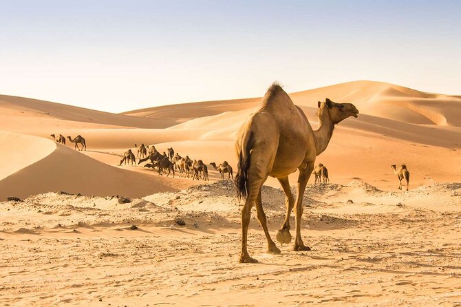 Wadi Bani Khaled & Desert Safari - Muscat, Oman - Who this tour suits best (and who should think twice)