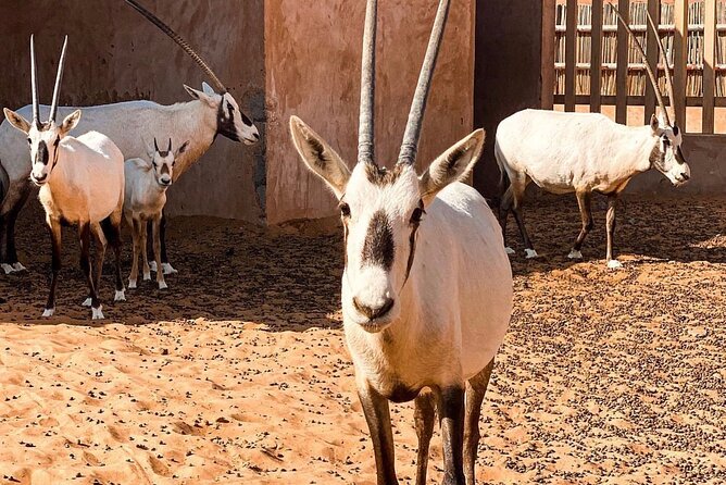 Wadi Bani Khaled & Desert Safari - Muscat, Oman - Should you book Wadi Bani Khaled and Wahiba Sands?