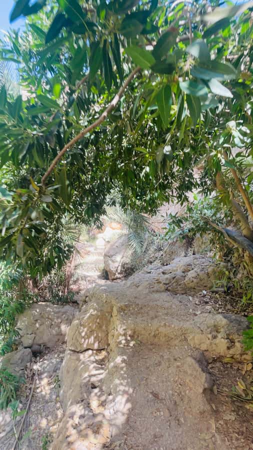 Wadi Shab Parking Meet the Local Guide for Self drivers - Price and value: why $30 makes sense for solo travelers with a car