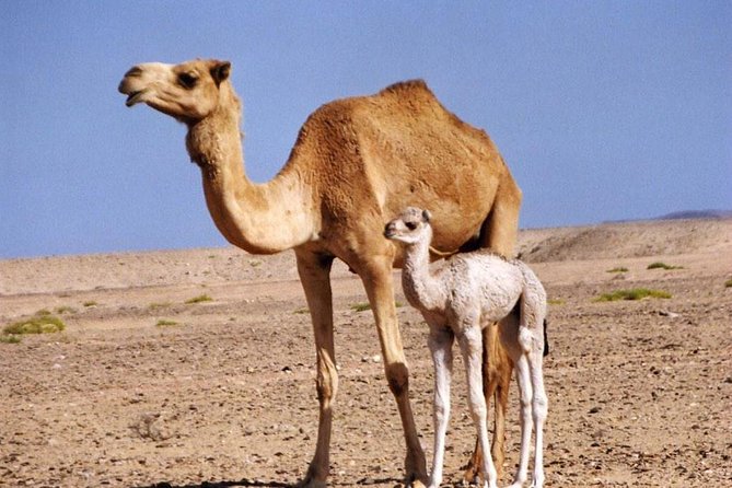 Wahiba Sands&Wadi Bani Khalid desert Safari(Muscat tours) - Bedouin family home visit: refreshments and desert culture, not a show