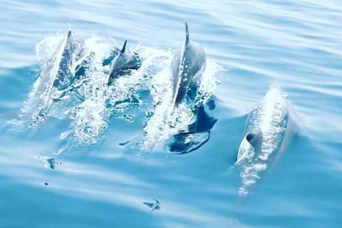 Watching Dolphins, Muscat - Muscat and Dolphin Watching: Why This Part of Oman Gets Attention