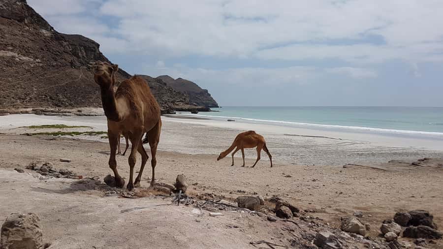 West Salalah: Caribbean of the Orient Fazayah Beaches & City - Marneef Cave and Mughsail Blowhole: sea power on limestone