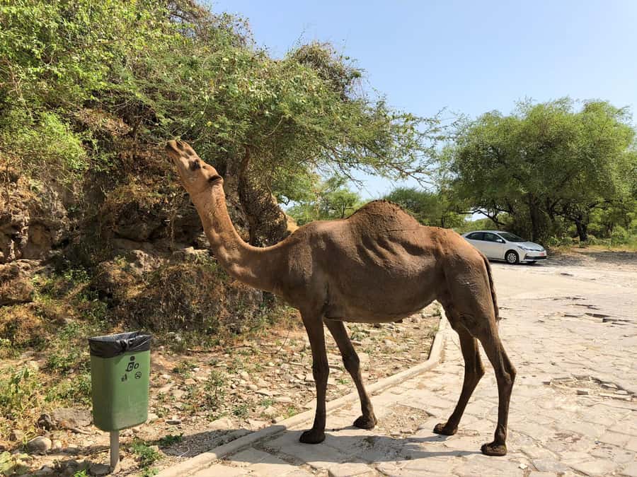 West Salalah Highlights: Coastal Wonders & Scenic Views - Price and Value: What You Get for Around $100 Per Person