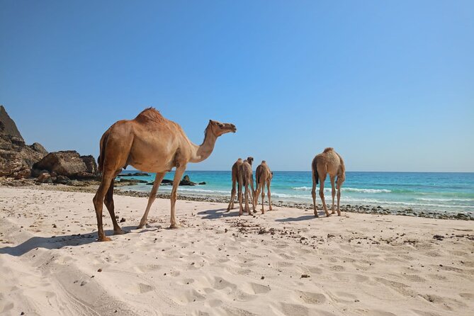 West Salalah Tour by VisitSalalah - Al Mughsail Beach blowholes: where waves turn into geysers