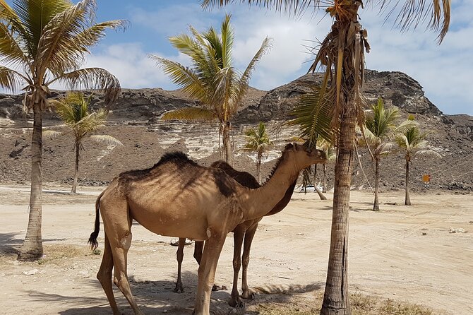 West Salalah Tour - Caribbean of Orient - Fazayah Beach with City - Fazayah Beach and the dramatic descent from Moon Mountain
