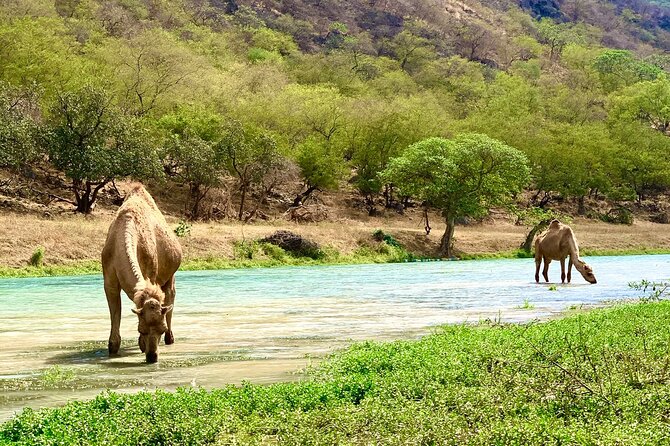 Your Salalah Tour-Your German speaking tour provider/mountain tour - Taqah Plateau and village life: history and culture with room to breathe